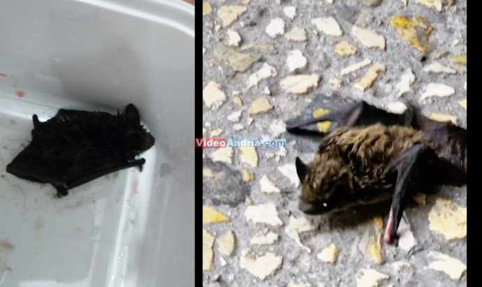 Andria Cucciolo Di Pipistrello Ferito Salvato Sotto La Pioggia